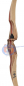 Preview: Jagdrecurve ZEBRALI von OAK RIDGE